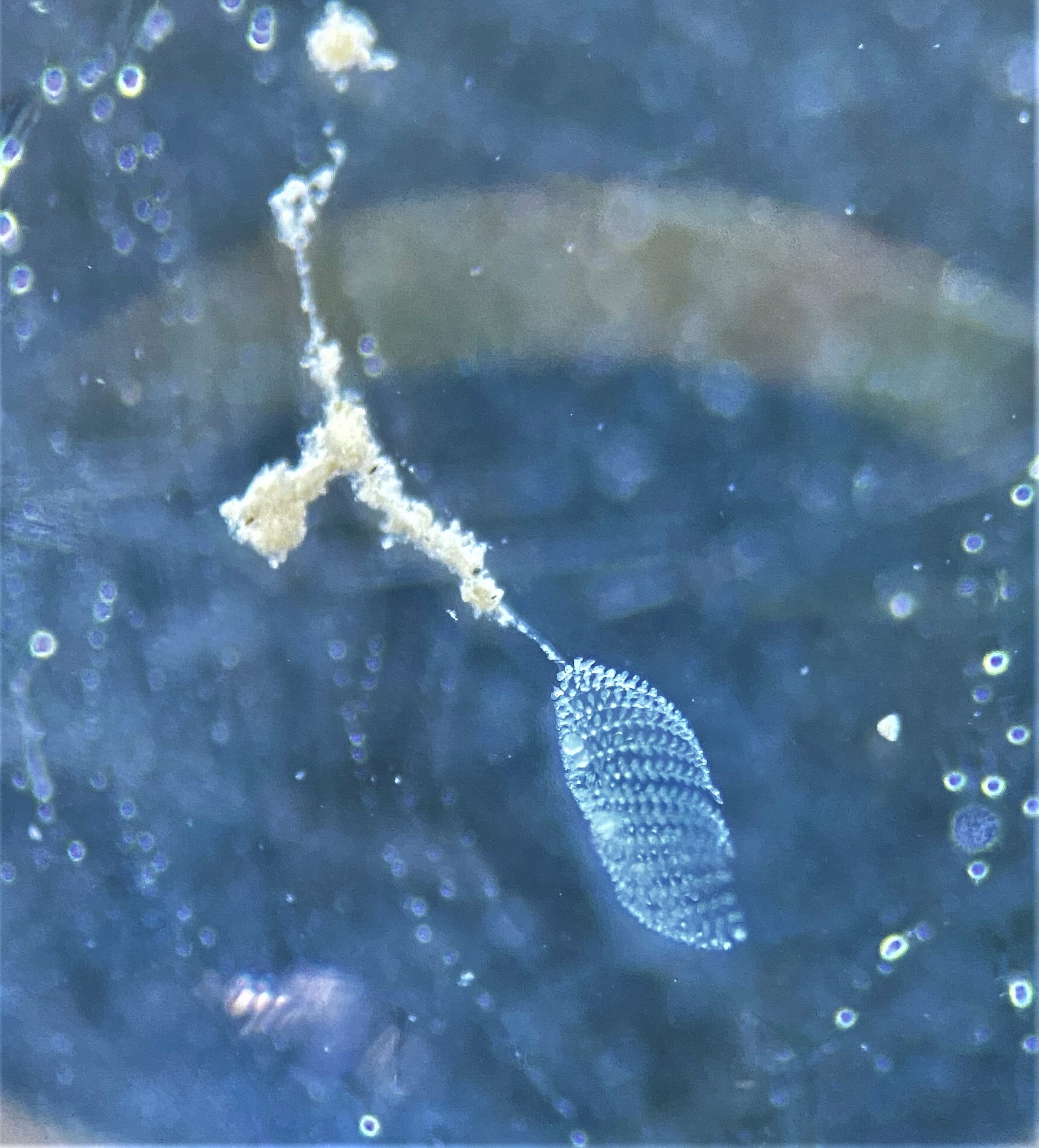 figure image